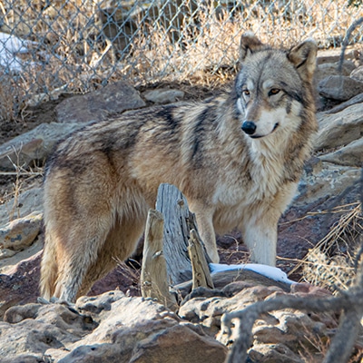 Sox | Wild Spirit Wolf Sanctuary