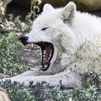 Sugar - Arctic Wolf