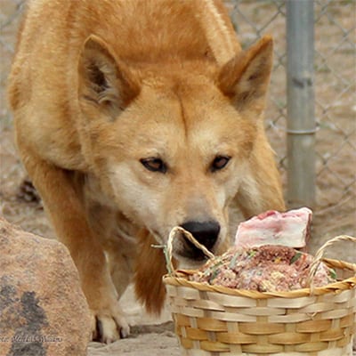 Uluru - Australian Dingo