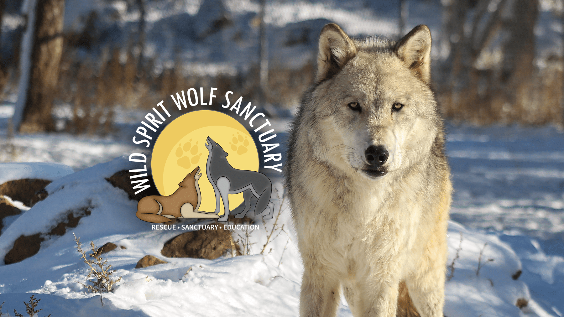Wild Spirit Wolf Sanctuary Gift Shop | Wild Spirit Wolf Sanctuary
