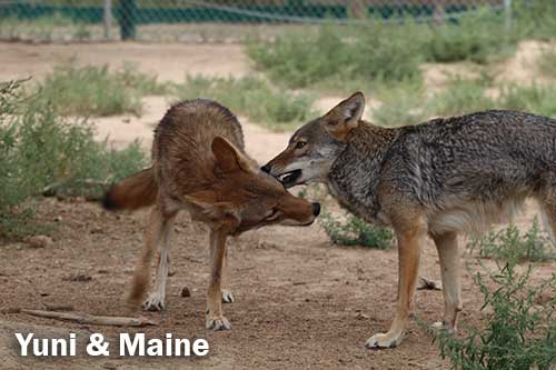 Coyotes Yuni and Maine