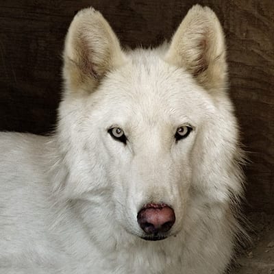 Wolfdog rescue, Zeus